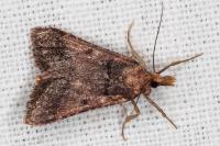 Stemmatophora brunnealis