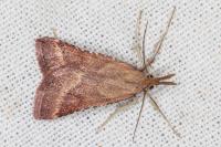 Synaphe punctalis