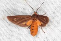 Dysauxes famula