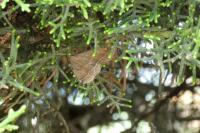 Polypogon plumigeralis