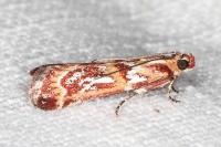 Acrobasis porphyrella