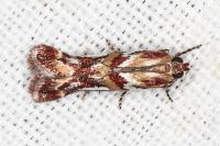 Acrobasis porphyrella