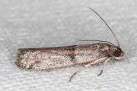 Cadra figulilella