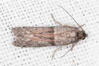 Cadra figulilella