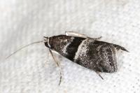 Elegia atrifasciella