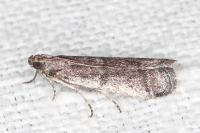 Ephestia disparella