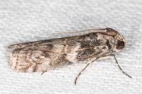 Phycita roborella
