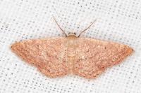 Idaea obsoletaria