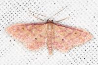 Idaea rhodogrammaria