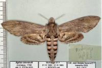 Agrius convolvuli