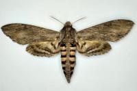 Agrius convolvuli