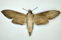 Agrius convolvuli