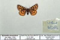 Eurranthis plummistaria