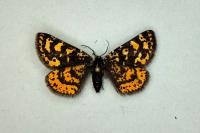Eurranthis plummistaria