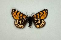Eurranthis plummistaria