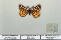 Eurranthis plummistaria