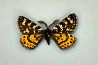 Eurranthis plummistaria