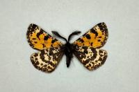 Eurranthis plummistaria