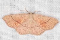 Cyclophora ruficiliaria