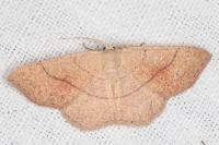 Cyclophora ruficiliaria