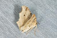 Macaria alternata