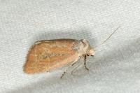 Coenobia rufa