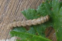 Larentia malvata