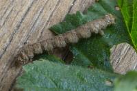 Larentia malvata