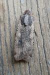 Peridroma saucia