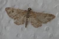Gymnoscelis rufifasciata