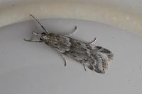 Eudonia angustea
