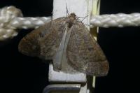 Theria primaria
