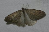Theria primaria