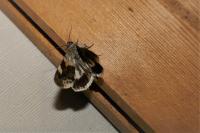 Acontia lucida