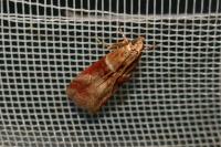 Acrobasis tumidana