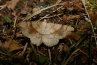 Adactylotis contaminaria