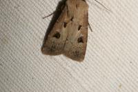 Agrotis exclamationis exclamationis