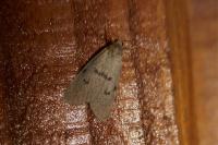 Apaidia mesogona