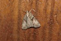 Cryphia algae