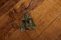 Cryphia algae