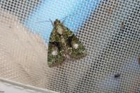 Cryphia algae