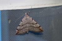 Aplocera efformata/plagiata