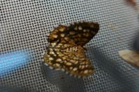 Chiasmia clathrata