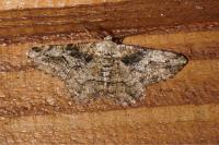 Cleorodes lichenaria