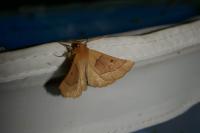 Crocallis elinguaria