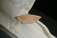 Cyclophora ruficiliaria