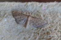 Idaea infirmaria