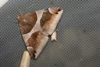 Dysgonia algira