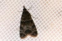 Eudonia mercurella