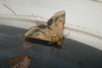 Helicoverpa armigera